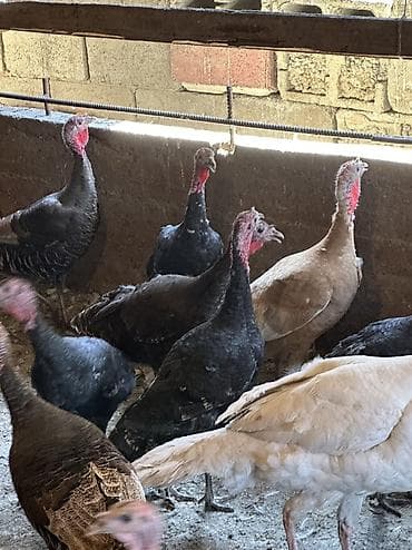 дикий фазан: Самки и самцы — 1