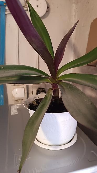 комнатные растения бишкек: Комнатные растения в горшках и укоренённые черенки. В набор входят: - — 2