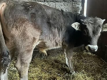 серая кошка: Продаю | Бык (самец) | Швицкая | На откорм | Искусственник — 2