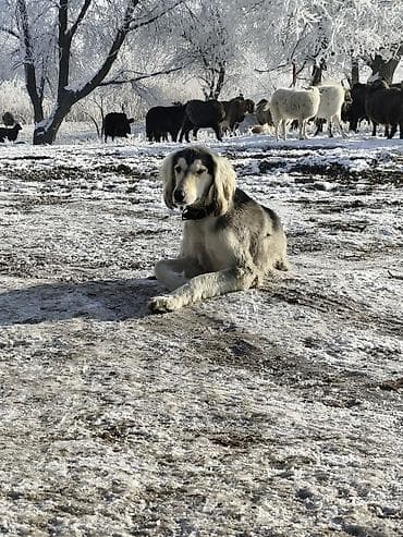 Другие животные: Продажа Щенков ТАЙГАН для пастушьей службы и охоты. Описание: - — 2