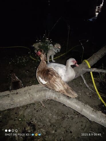 кумыс с медом бишкек: Индоутка :, 2 кг, 3 кг, 4 кг, Платная доставка, Бесплатная доставка — 2