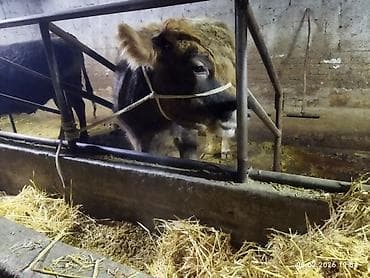 каровы кировское: Продаю | Корова (самка) | Полукровка | Для молока | Привязанные — 3