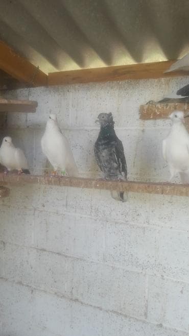 куплю бакинских голубей: Голуби декоративные/лётные, разноокрашенные. Описание: - Породы и — 5