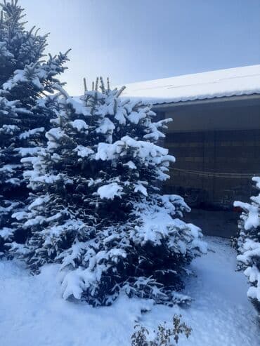 фикус али: Ёлки голубые 7штот 3мтр,до 5мтр — 6