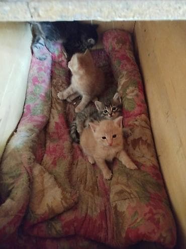 рыжие кошки: Котята домашние, от кошки-окрас табби. На фото помёт разных окрасов: - — 2