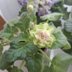 цветы гипсофилы: Цветущие фиалки сорта "Малахитовая роза", Арапаха, "Ах, Настасья!" — 1