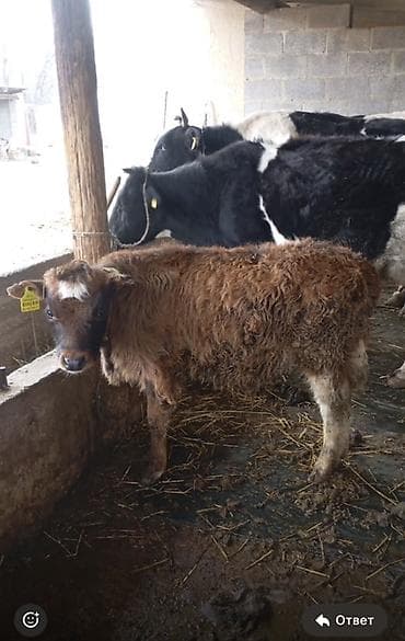 Продаю | Музоо, торпок | Полукровка | На откорм | Привязанные at lalafo.kg Продаю | Музоо, торпок | Полукровка | На откорм | Привязанные