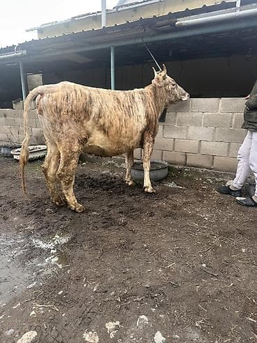 кой козусу: Продаю | Корова (самка) | Привязанные — 2