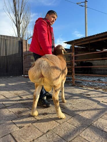 богоз уй: Продаю | Баран (самец) | Арашан | Для разведения | Племенные — 2