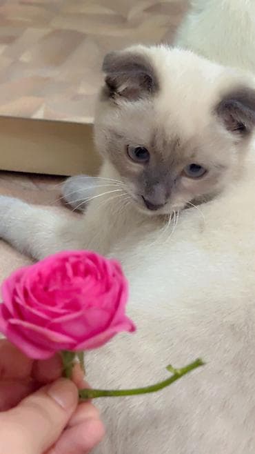 кот сиамский: Скотиш Фолд (Шотландская вислоухая), 5 месяцев, Мальчик, Приучена к лотку, Проглистована, С документами — 4