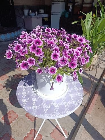 Петуния ампельная в готовых горшках - Сортовая ампельная петуния с — 1