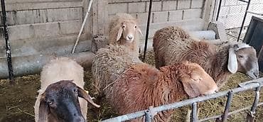 мед пчелинный: Продаю | Овца (самка), Ягненок | Для разведения | Матка — 4