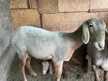 Продаю | Овца (самка) | Арашан | На забой, Для разведения | Племенные, Матка, Ягнившаяся