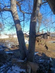 Ствол ореха