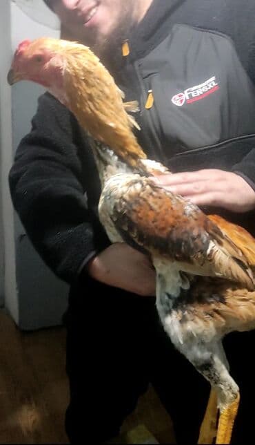 продаю кур: Продаю | Куры | Бойцовая | Для разведения — 1