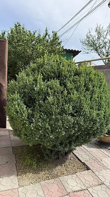 цветов: Самшит (Buxus sempervirens), крупный сформированный шар. - — 1