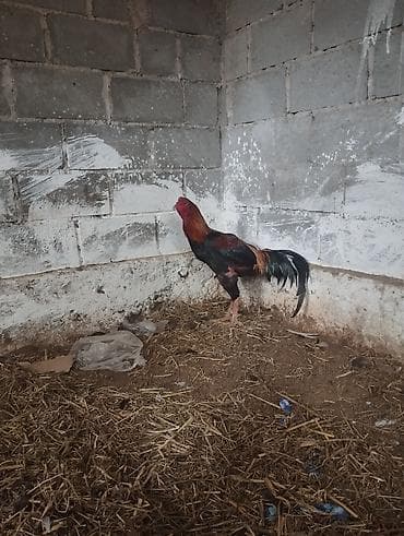 Продаю | Петух | Бойцовая | Для разведения