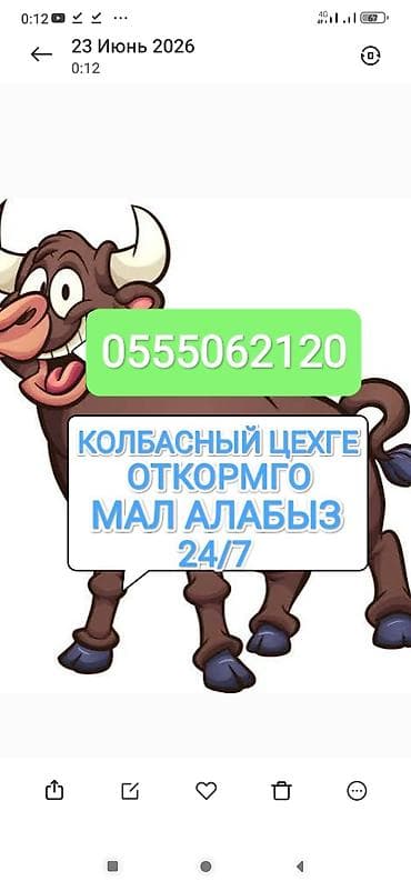 Колбасный цех : Коровы, быки, | На откорм