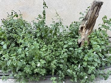 сму геология: 🌿 Табигый,таза мята сатылат! Үйдүн короосунда өстүрүлгөн,парникте — 4