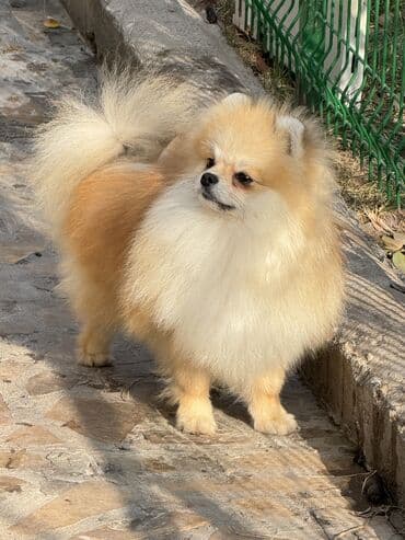 собаки акита: Шпиц, 10 месяцев, Самец, С прививкой, С родословной — 1