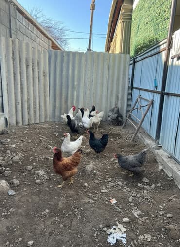 машины на продажу бишкек: Сатам | Тооктор | Үй | Көбөйтүү үчүн — 1