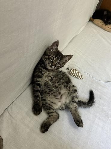 Кошки: Отдаю котят в добрые и ответственные руки 🐾 📍 г. Бишкек Котятам по 2 — 5