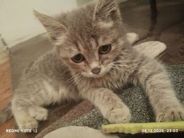 сколько стоит вислоухий котёнок: Котёнок серого окраса с мягкой пушистой шёрсткой и нежным подпалом на — 5