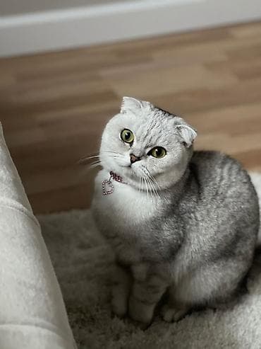 веслоухий кошка: Скотиш Фолд (Шотландская вислоухая), 4 месяца, Девочка, Серый, С документами — 5