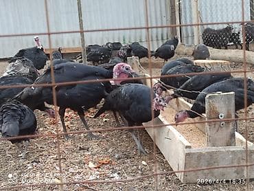 кукурузный палочки: Продаю | Инкубационные яйца | Для разведения | Племенные — 1