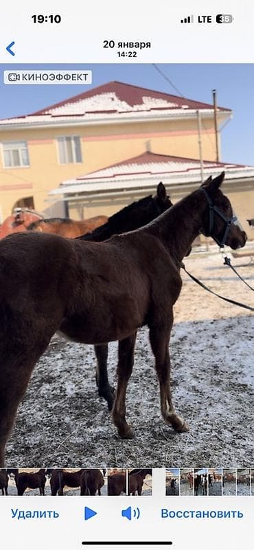 4 5мм: Сатам | Тай | Ат спорту — 3