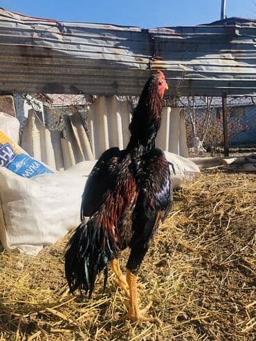 купить змею в бишкеке: Продаю | Петух, Куры | Дакан | Для боев, На забой — 7