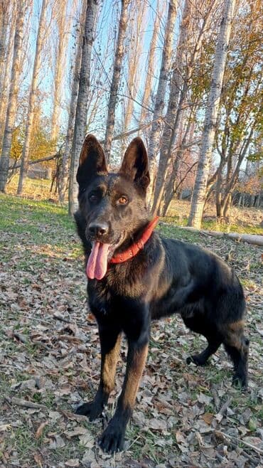 немецкая овчарка собака: Ит бекер берилет: Немис овчаркасы, 8 айлык, Эркек, Эмделген — 17