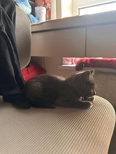 кошки: Кошка даром: Беспородная, 2 месяца, Мальчик, Приучена к лотку — 2