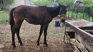 Продаю | Жеребенок | Для разведения