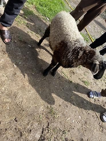 кролик цена: Продаю | Овца (самка) | Для разведения | Ярка — 2