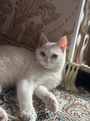 Вязка кошек: Ангорская, 8 месяцев, Девочка, Белый, Приучена к лотку — 1