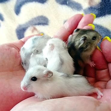 Собаки: Продаются хомячки джунгарские, сирийские, ангорские пушистые хомячки — 8