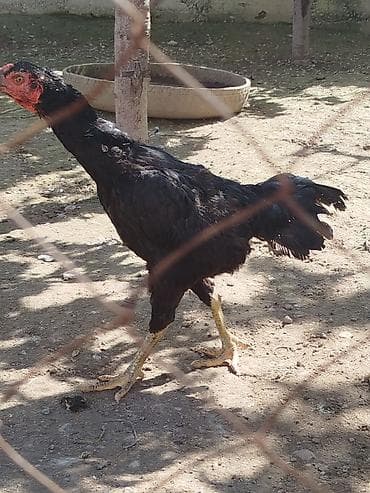 алмаша: Сатам | Тооктор — 4