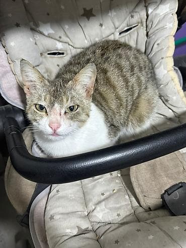 Собаки: Ласковые котики срочно ищут любящий дом! Возраст около года, очень — 2