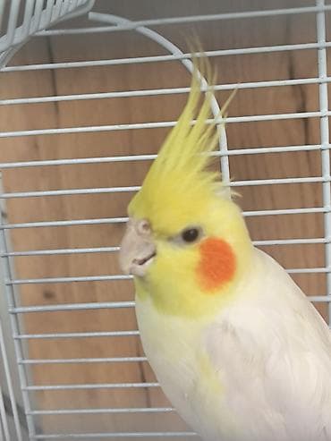домашние попугаи корелла: Корелла (нимфа) – светлая лютиновая окраска с яркими оранжевыми — 1