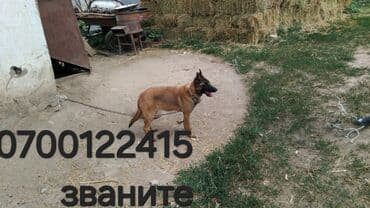 купить собаку золотистый ретривер: Бельгийская овчарка, 5 месяцев, Самка, С родословной, С прививкой — 1
