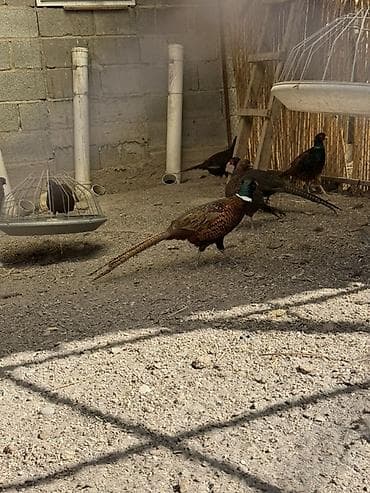 индийский лук: Фазаны (порода: охотничий/маньчжурские) - Вольерное содержание — 2