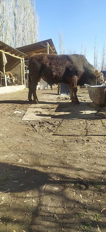 Аквариумы: Продаю | Бык (самец) | На откорм | Племенные — 1