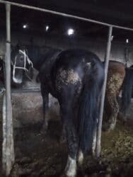 продажа щенков немецкой овчарки с документами в бишкеке: Продаю | Жеребец | Для разведения — 1