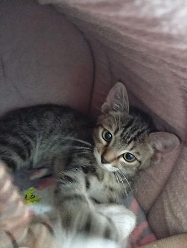 Отдам даром кошку: Продаётся домашний котик (мальчик). 🐾 ● Чистый, ухоженный, без — 1