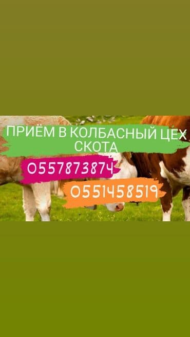 купить измельчитель травы и сена: Куплю | Коровы, быки, Лошади, кони, Другие с/х животные | Круглосуточно, Любое состояние, Забитый — 1