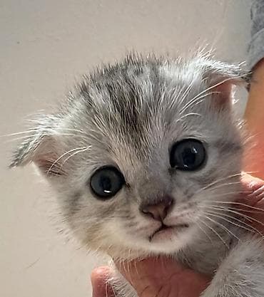 мышык бекер: Котёнок шотландская вислоухая 1.5 мес. приучен к лотку пет молоко — 2