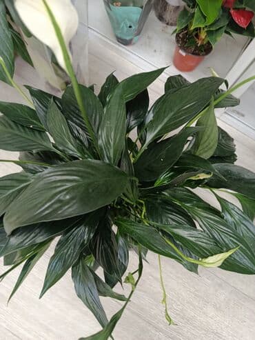 биндеры 100 листов с квадратными отверстиями: Спатифиллум (Spathiphyllum) в горшке - Пышный куст с плотной розеткой — 1