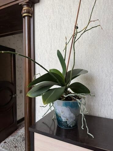 орхидеи в горшке купить с доставкой: Орхидея фаленопсис в прозрачном пластиковом горшке. Подойдёт для — 2