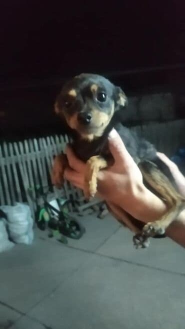 токмок собака: Отдаю собачку в добрые руки мальчик 5 лет зовут Ричи — 1